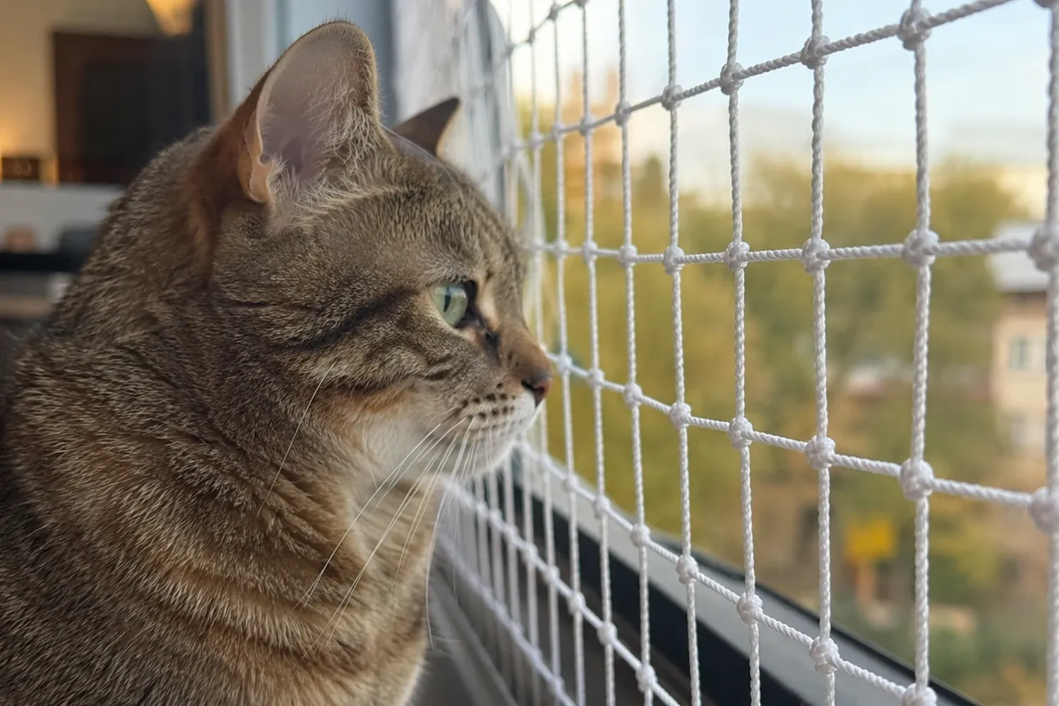 Pencerede kedi filesi ile güvenle dışarıyı izleyen kedi yakın çekim